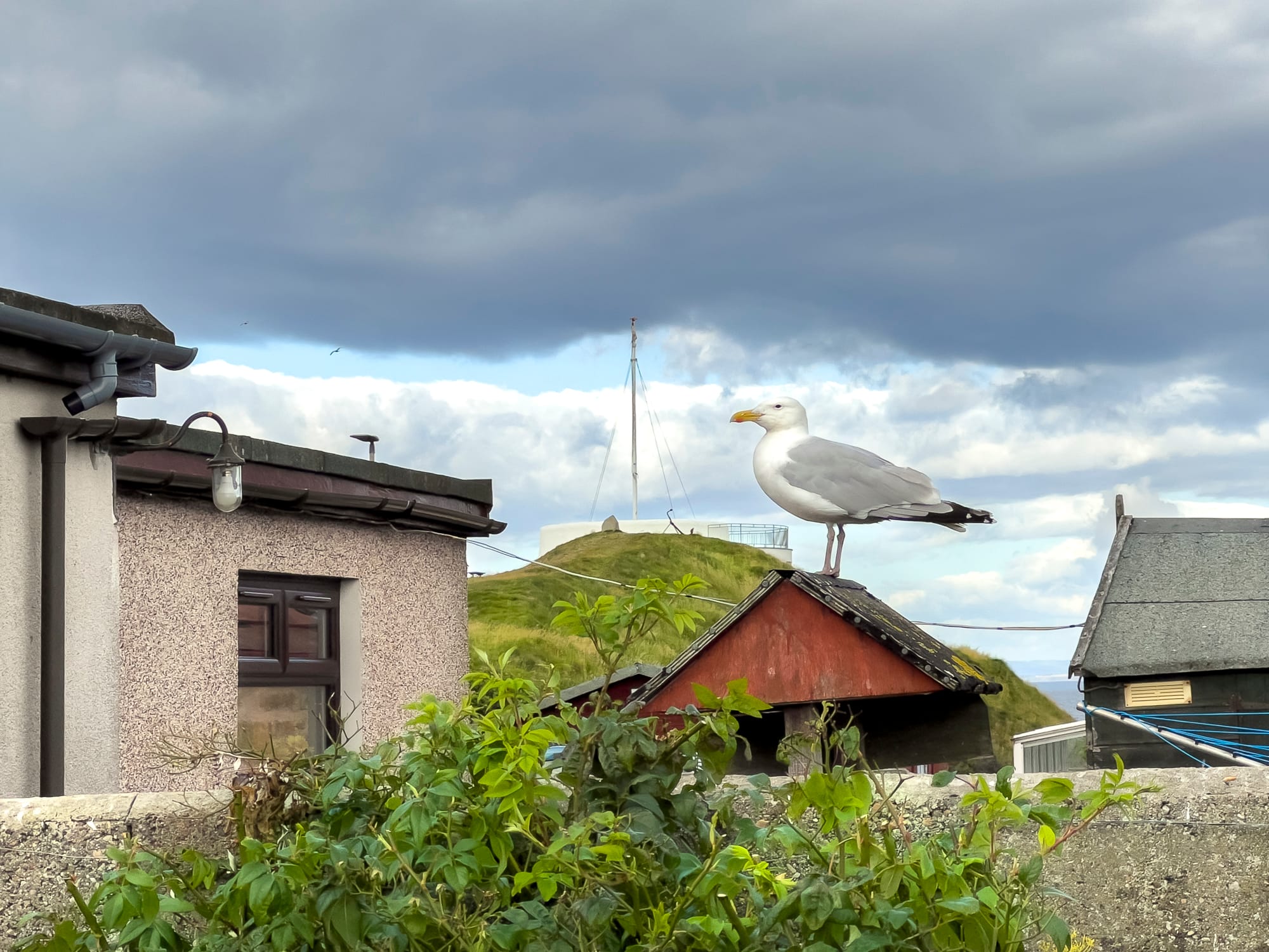 Gable end of the cottage with a gull on the roof — Dunbar Street, Burghead