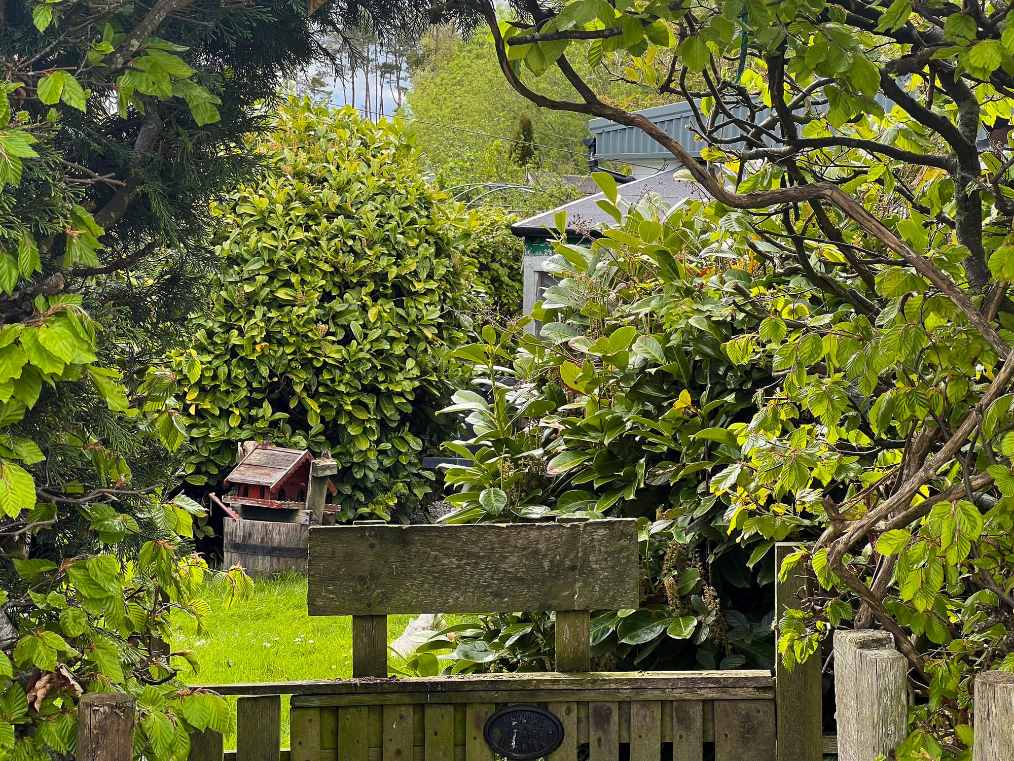The garden